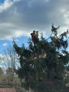 boomverzorging - snoeiwerken