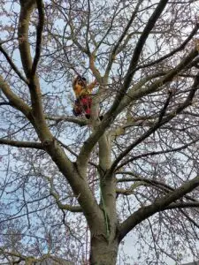 boomverzorging - snoeiwerken