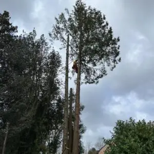 boomverzorging - snoeiwerken