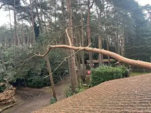 Stormschade - boomverzorging