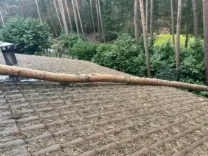 Stormschade - boomverzorging
