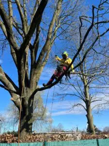 boomverzorging - snoeiwerken