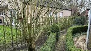 Tuinonderhoud - snoeiwerken