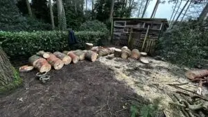Stormschade - boomverzorging