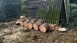 Stormschade - boomverzorging