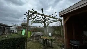 boomverzorging - snoeiwerken