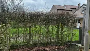 Tuinonderhoud - snoeiwerken