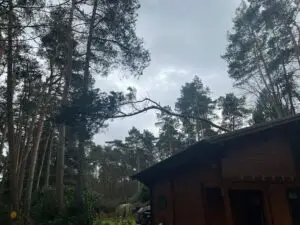 Stormschade - boomverzorging