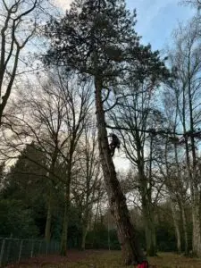 boomverzorging - snoeiwerken
