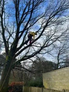 boomverzorging - snoeiwerken