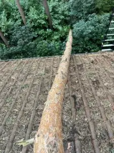 Stormschade - boomverzorging
